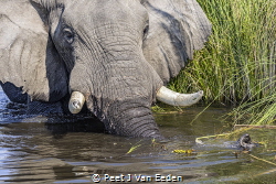 Lonely elephant bull wading the okavango delta for grass ... by Peet J Van Eeden 